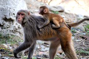 monkey carries his child