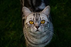 British Shorthair Domestic Cat portrait