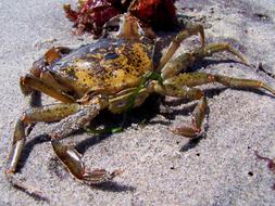 Cancer Crab Baltic Sea