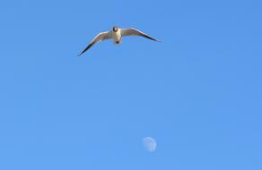flying bird in the sky