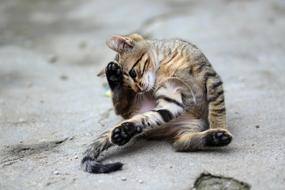 Cute cat with a raised leg