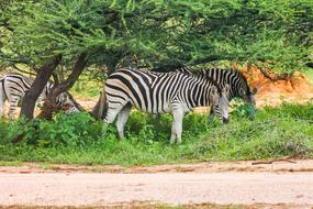 Zebra Safari Africa
