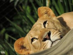 Cat Wild Life Mammalia