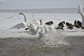 swans by Lake Waterside