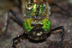 dew drops on a dragonfly