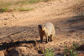 Africa Namibia Safari