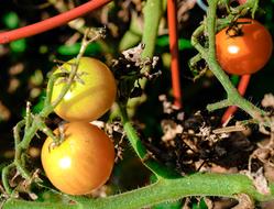 yellow tomatoes in the garden