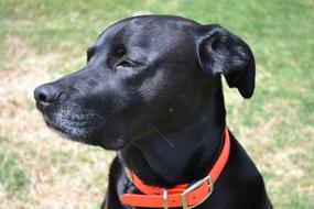 Dog Black Pet