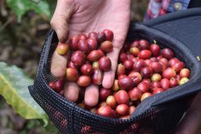 coffee beans harvest