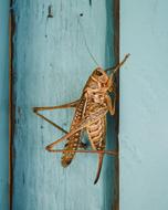 cricket Insect on blue door