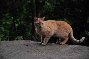 Cute orange Cat Animals