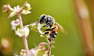 wild wasp on a flower