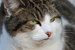 big funny cat