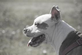 A big dog with its mouth open