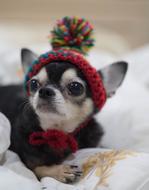Dog Chihuahua with hat