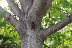 Cicada Insect on tree