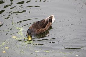 Waters Bird Animal World