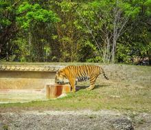 Tiger Zoo Feral Cat