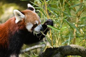 red panda by the bushes