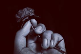 Black and white photo with close-up of the hand with beautiful flower, at dark background