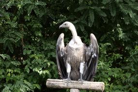 Animal World Bird Vulture