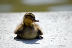 Duckling Duck Wild Ducks