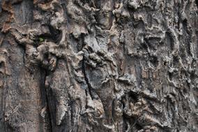 Tree Desktop Bark