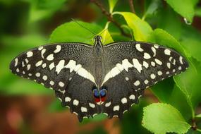 butterfly with big wings in the garden