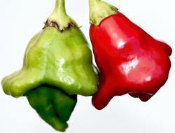 deliciously beautiful peppers