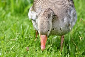 Greylag Goose Wild bird
