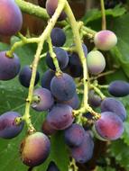 juicy grapes
