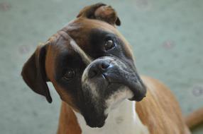Boxer Dog Pet portrait