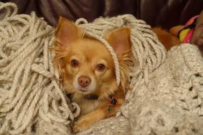 Dog Pet Animal