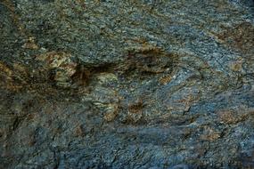 Wood log bark Texture