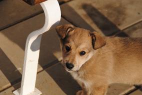 little puppy on the terrace