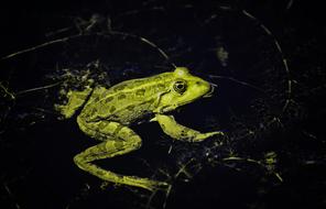 wild green frog in the water
