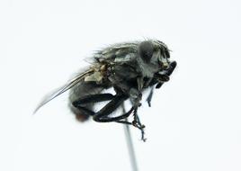 fluffy fly on a white background