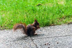 wild squirrel outside eating