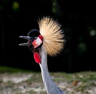Grey Crowned Crane portrait