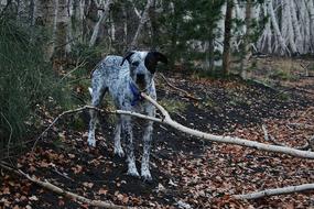 domestic dog walking in the woods