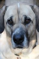Dog Pet portrait macro
