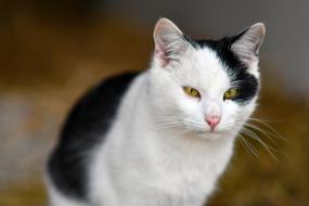 Cat Animal Black And white macro