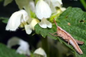 Insect Grasshopper