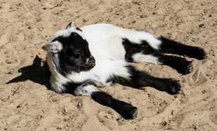 Goat Young Animal lying on sand