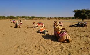Sand Desert Camel