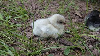 white chicken on the ground