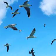 Bird Seagull Animal World