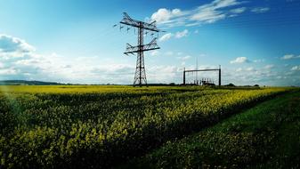 Uckermark Field Of Rapeseeds Blue