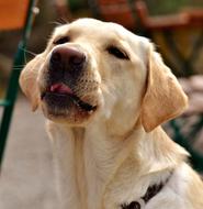 funny white labrador