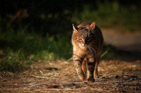 Cat Animal Tabby